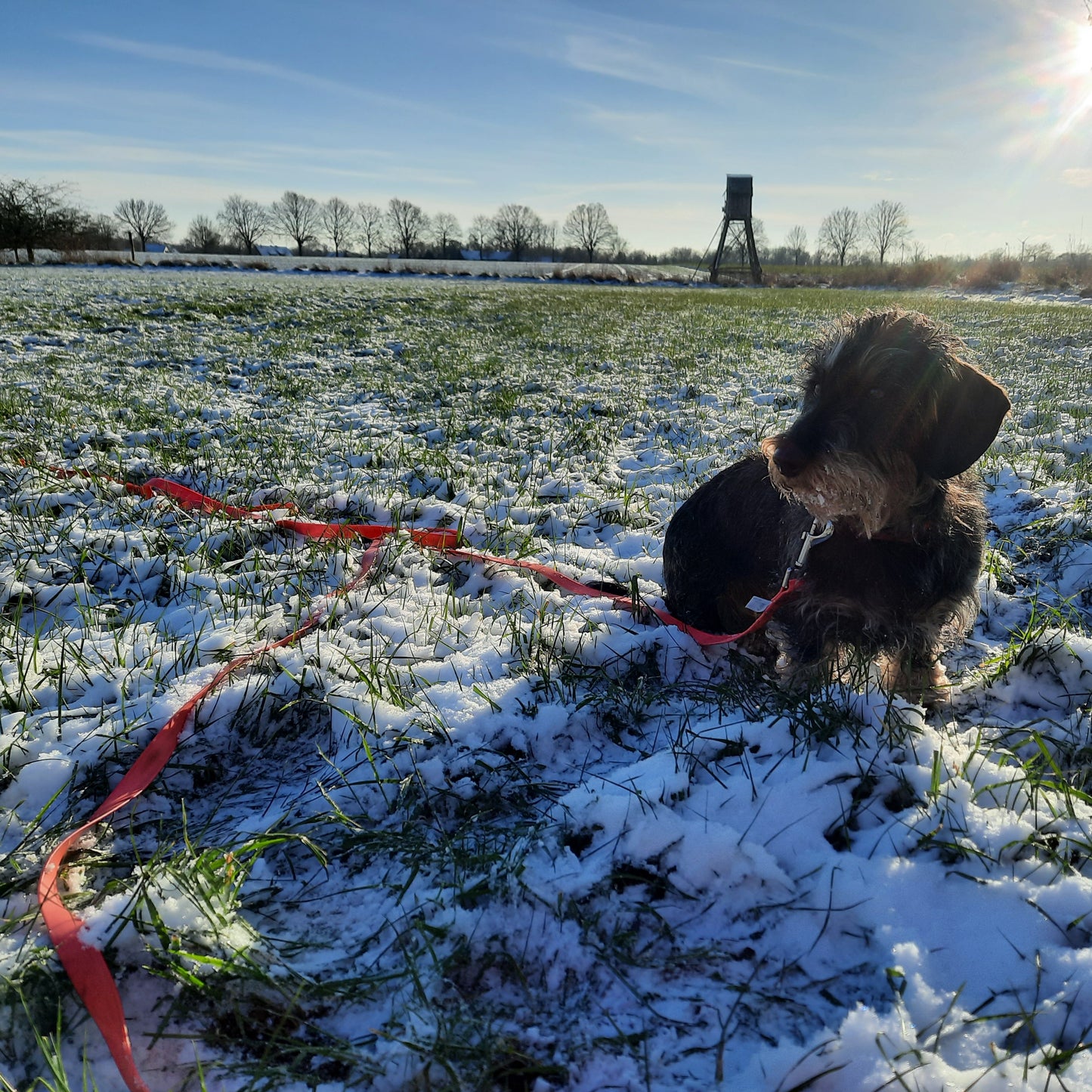 Rauhaardackel mit Schleppleine