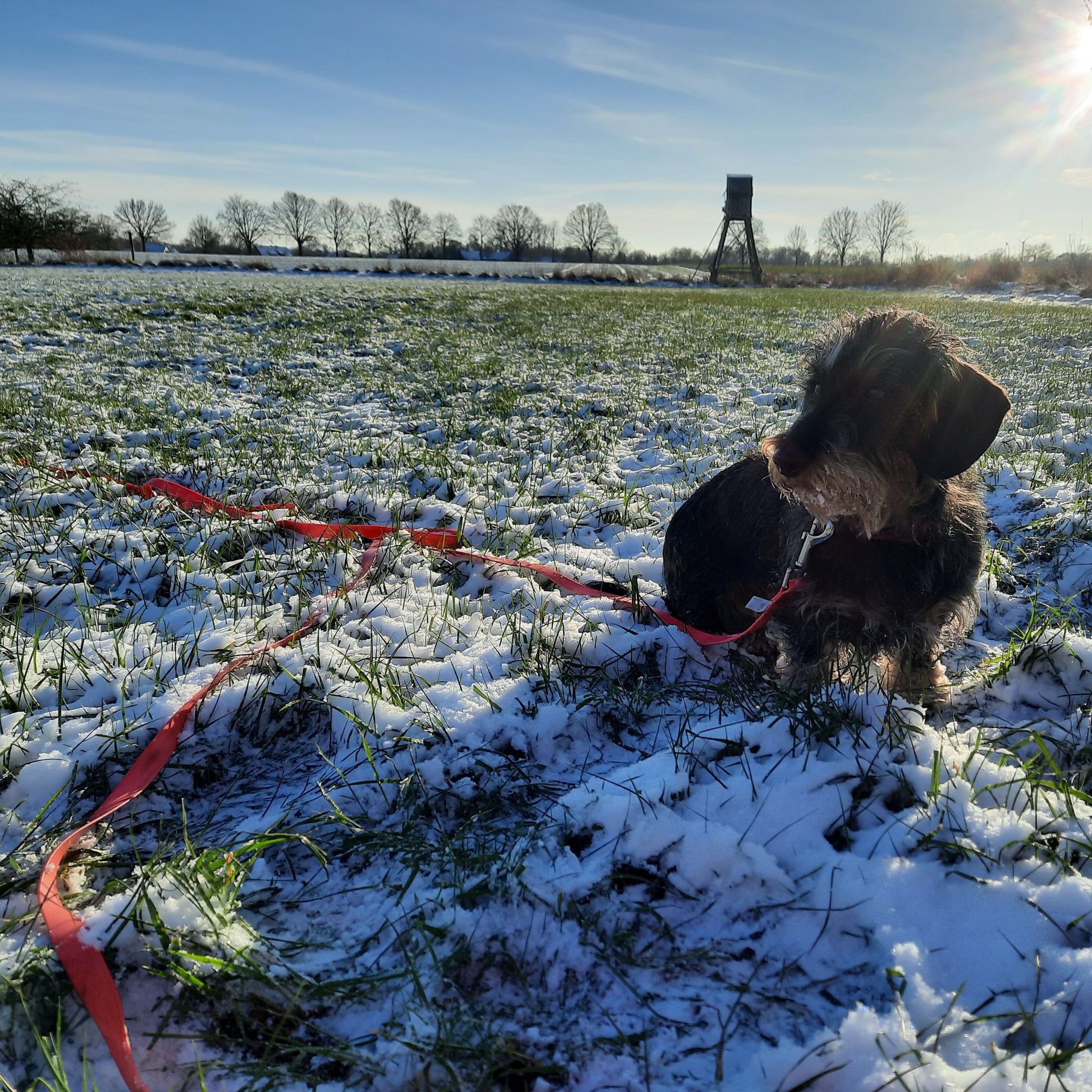 Rauhaardackel mit Schleppleine