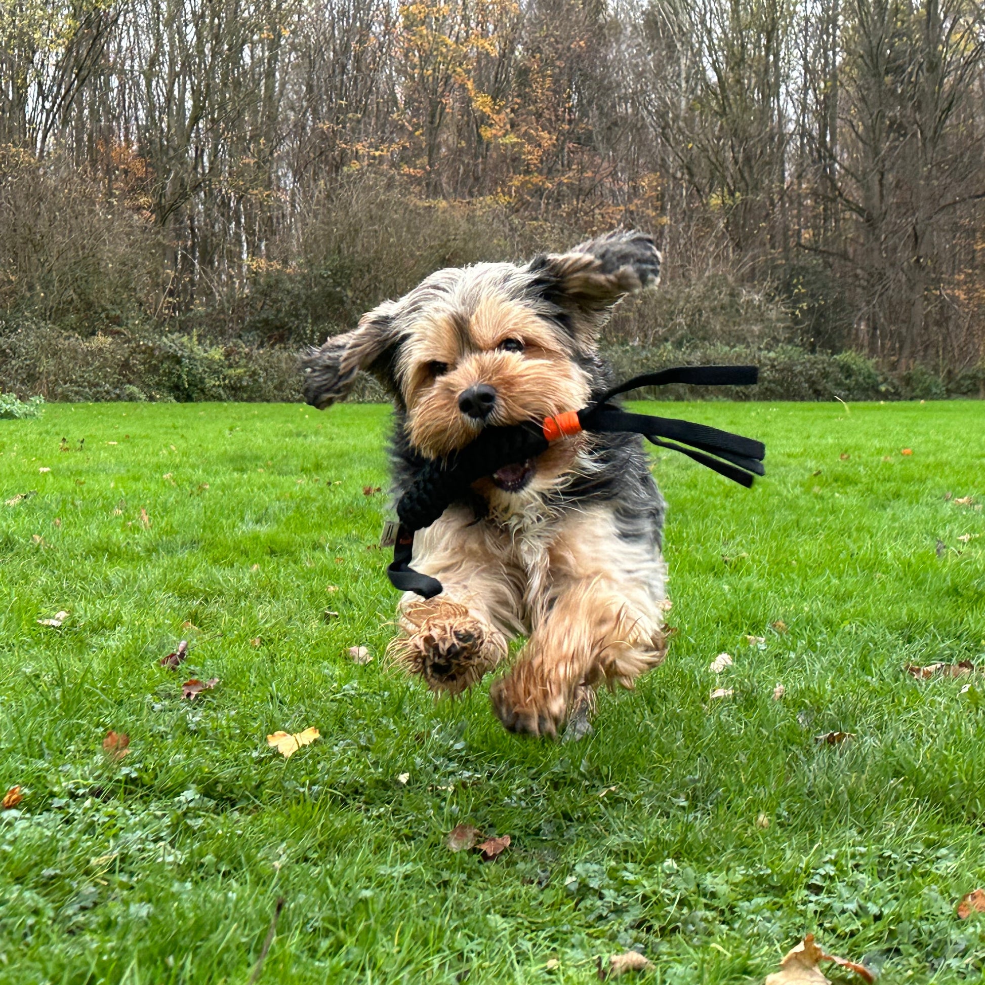 laufender Hund mit Knotenzergel im Maul