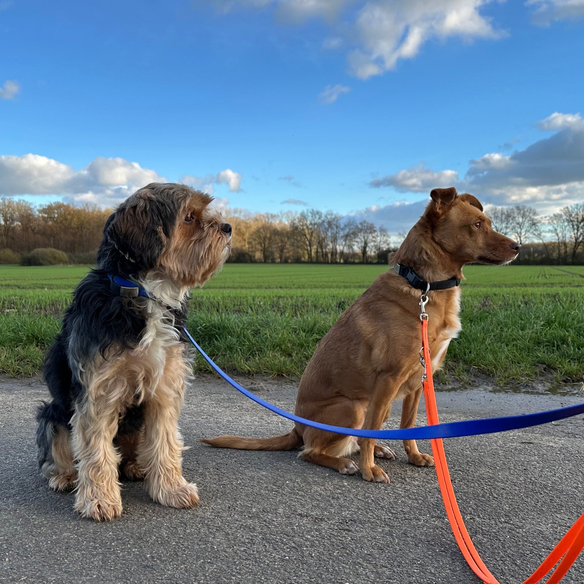 2 Hunde mit zwei verschiedenen BioThane Leinen