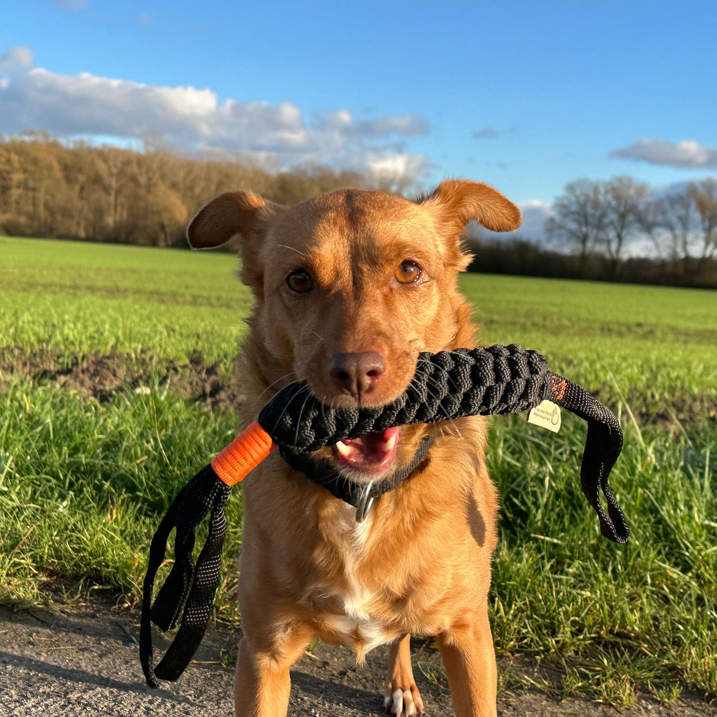 Hund mit Knotenzergel im Maul