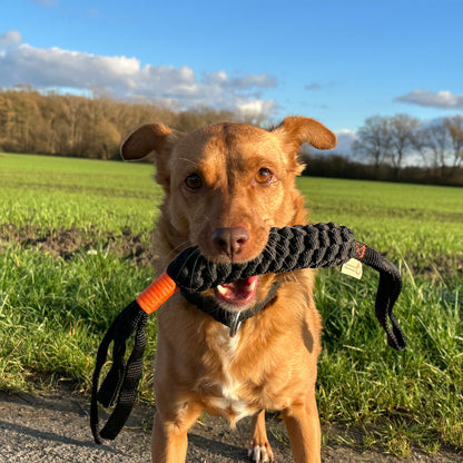 Hund mit Knotenzergel im Maul
