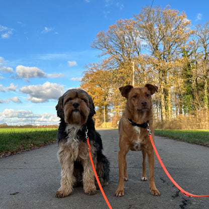 2 Hunde mit verstellbarer BioThane Leine